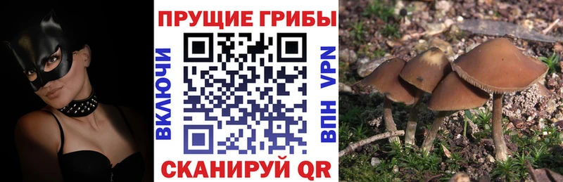 Галлюциногенные грибы GOLDEN TEACHER  Афипский 